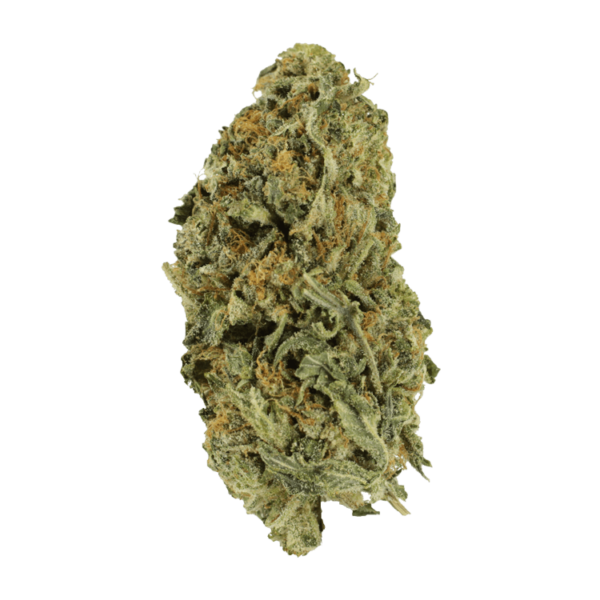 Black Gorilla | Bloom Supply Canada