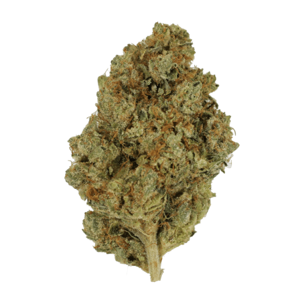 Nepalese | Bloom Supply Canada