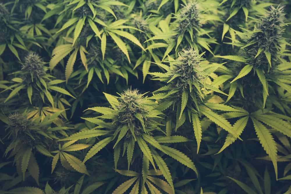 Ordering cannabis Online | Bloom Supply Canada