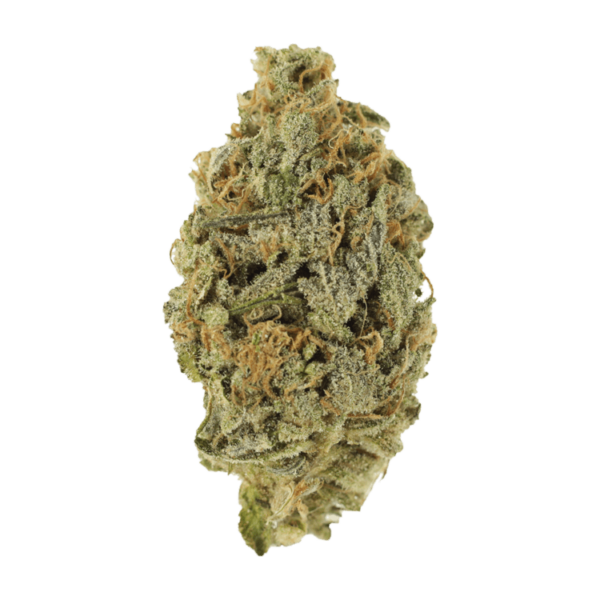 Lavender | Bloom Supply Canada