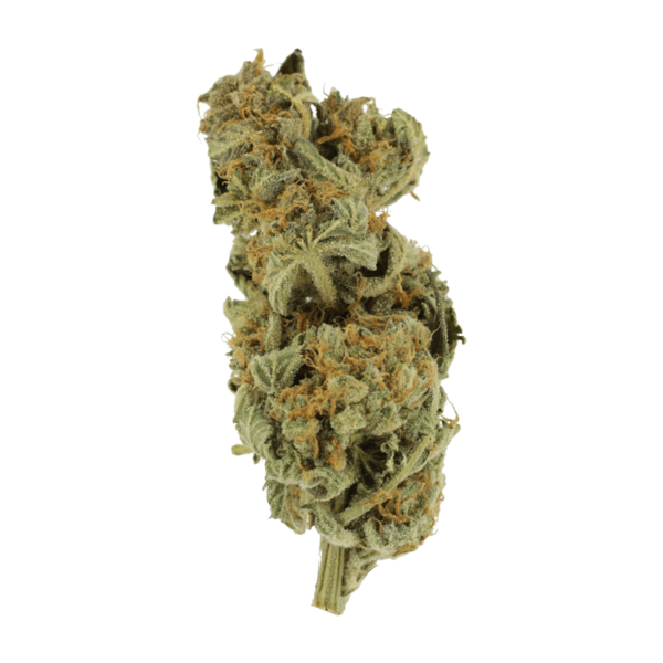 Gorilla Glue | Bloom Supply Canada