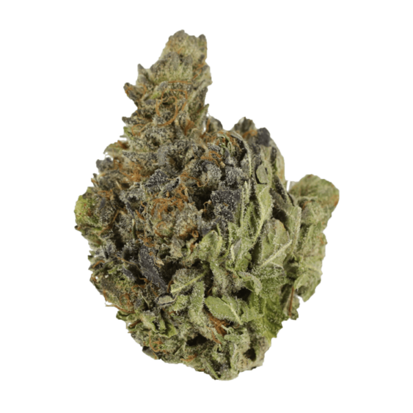 Chocolope | Bloom Supply Canada