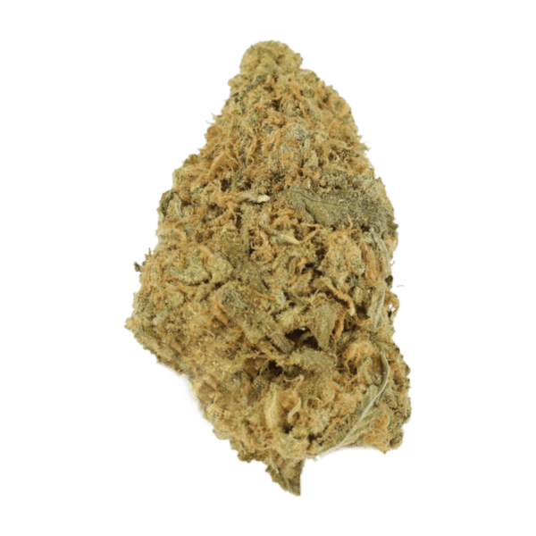 Zombie OG | Bloom Supply Canada