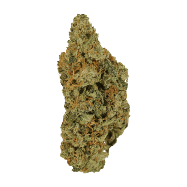 Mimosa | Bloom Supply Canada