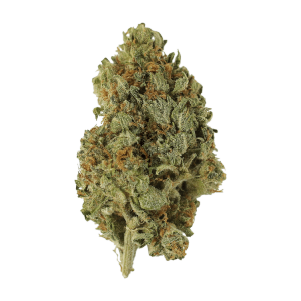 Sugar Cookies | Bloom Supply Canada