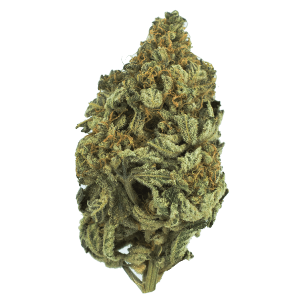 Bakerstreet | Bloom Supply Canada