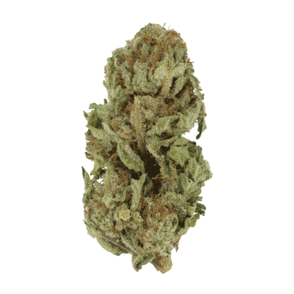 Golden Goat | Bloom Supply Canada