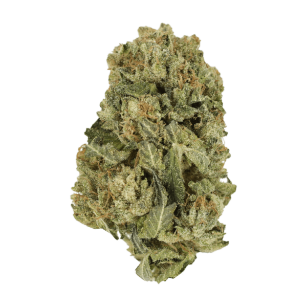 Black Domina | Bloom Supply Canada