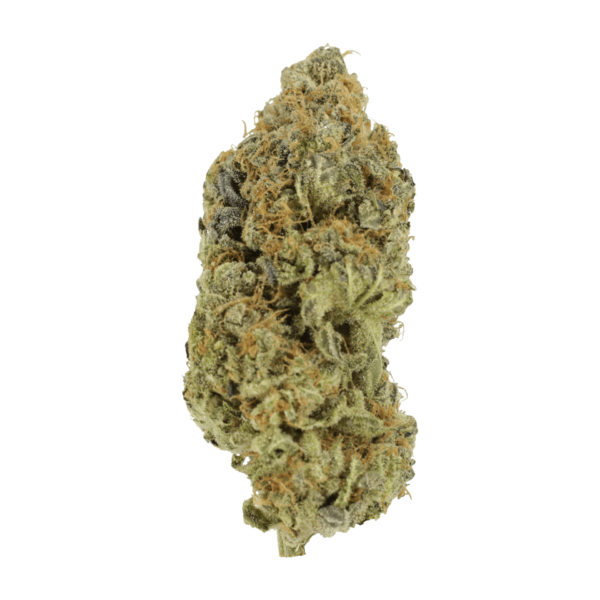 Critical Widow | Bloom Supply Canada