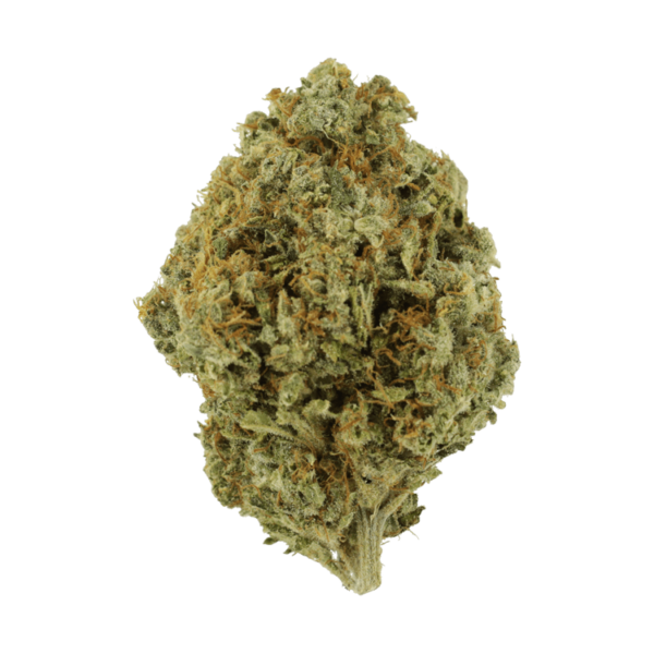 Orange Barb | Bloom Supply Canada