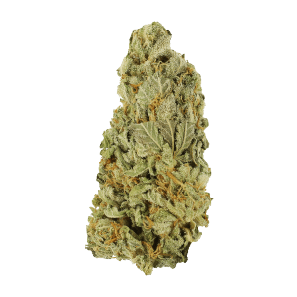 Green Congo | Bloom Supply Canada