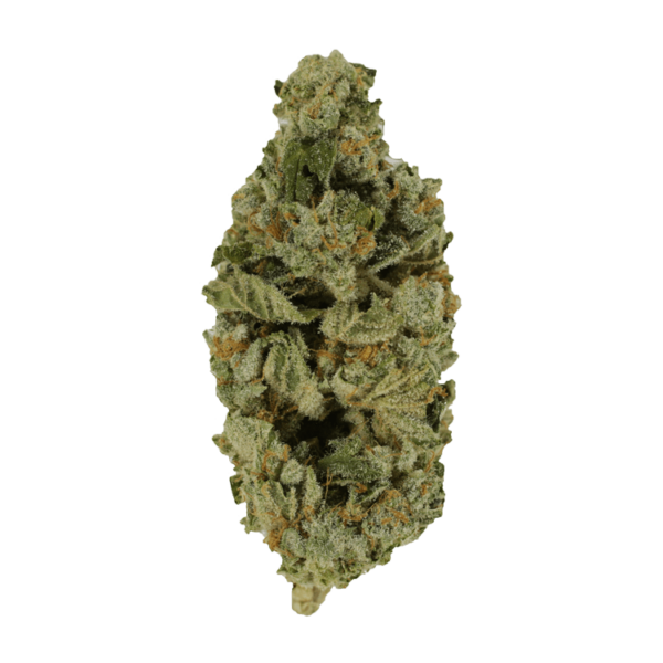 Crazy Glue | Bloom Supply Canada