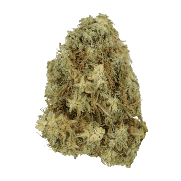 Hawaiian Snow | Bloom Supply Canada