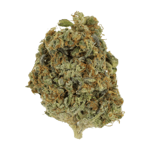 Sunset Sherbert | Bloom Supply Canada