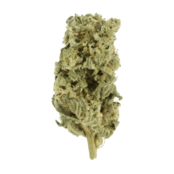 Romulan Hashplant | Bloom Supply Canada