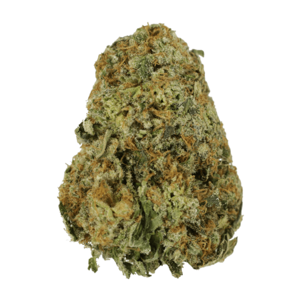High School Sweetheart | Bloom Supply Canada