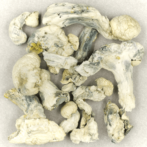 Cambodian Psilocybe Cubensis | Bloom Supply Canada