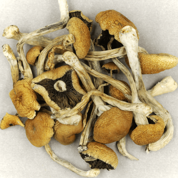 Cambodian Psilocybe Cubensis | Bloom Supply Canada