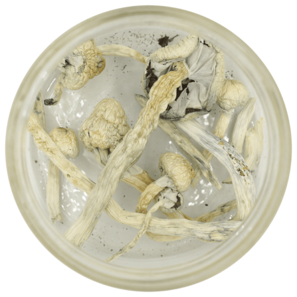 Great White Monster Cubensis | Bloom Supply Canada