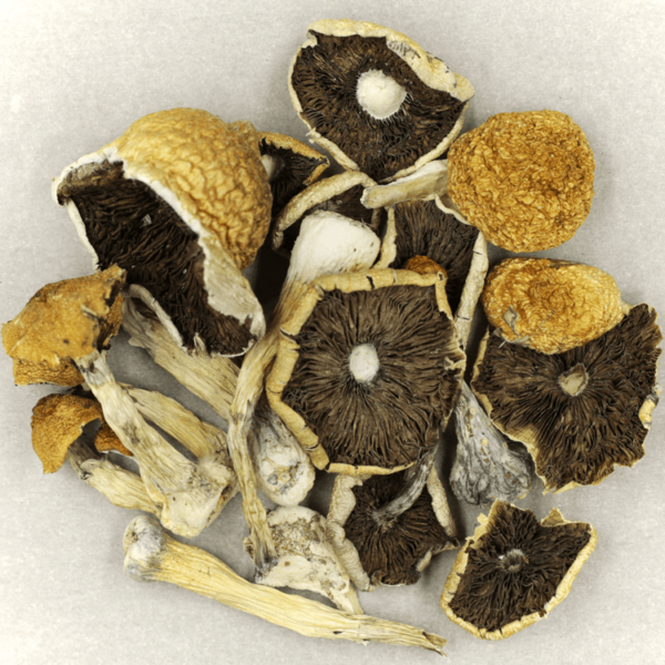 Penis Envy Cubensis | Bloom Supply Canada