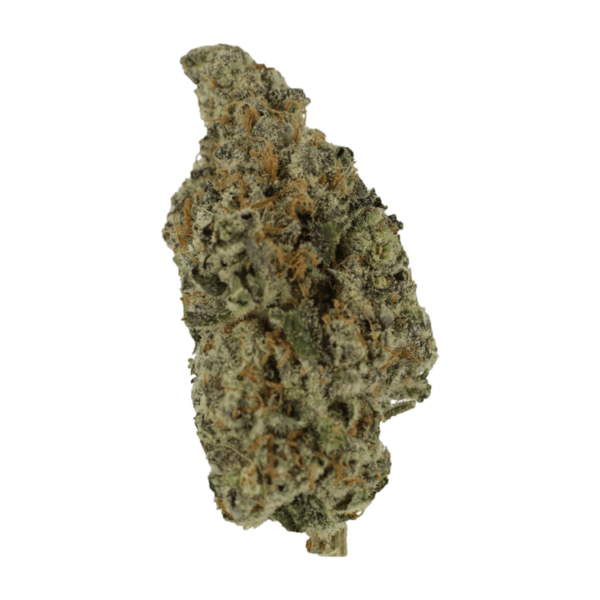 Biscotti Sundae | Bloom Supply Canada