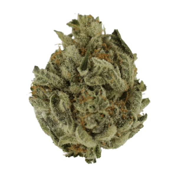 Biscotti Sundae | Bloom Supply Canada