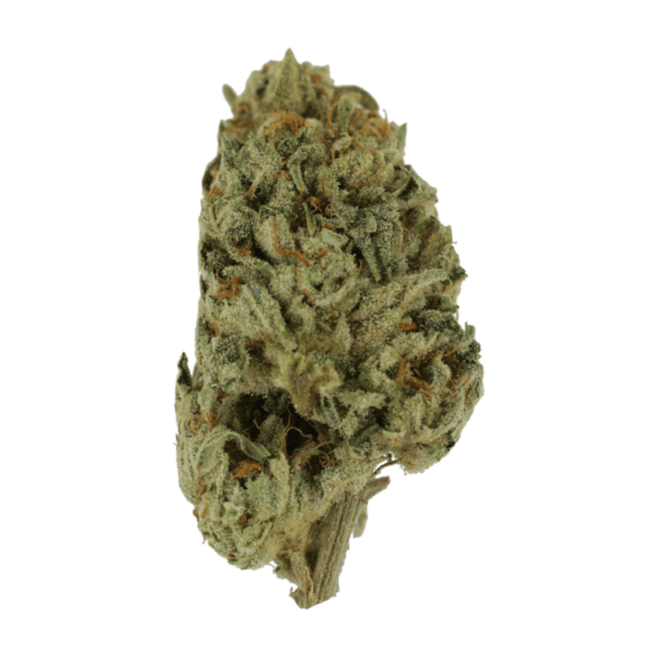 Biscotti Sundae | Bloom Supply Canada