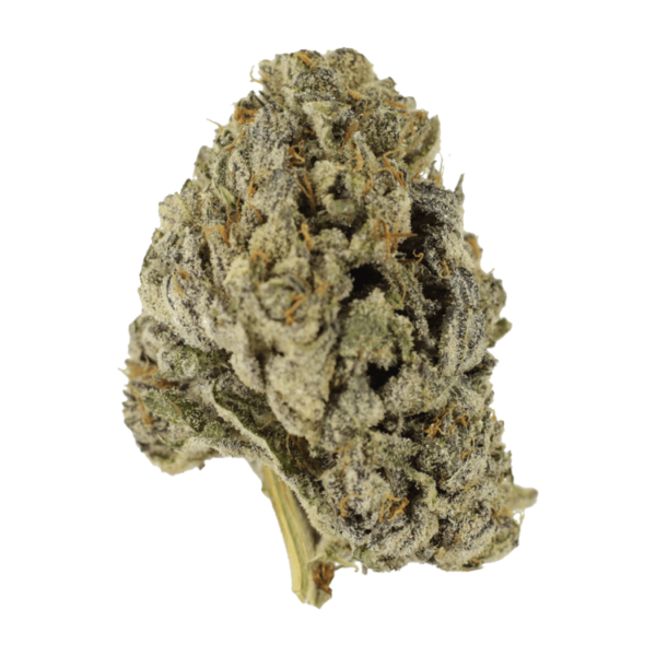 Sugar Pine | Bloom Supply Canada