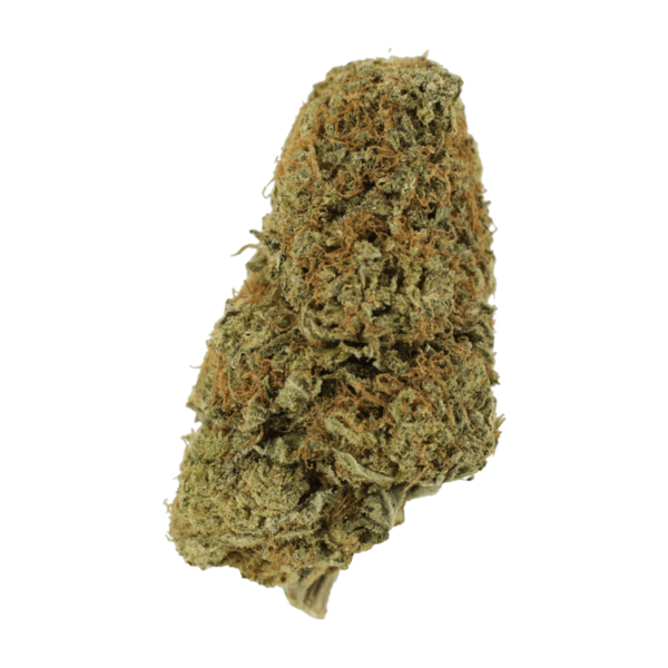 Sugar Pine | Bloom Supply Canada