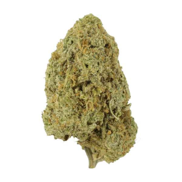 Sugar Pine | Bloom Supply Canada