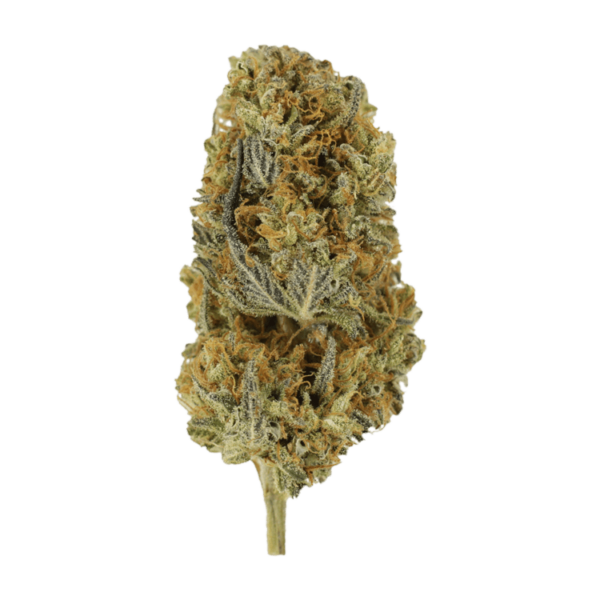 Headband | Bloom Supply Canada
