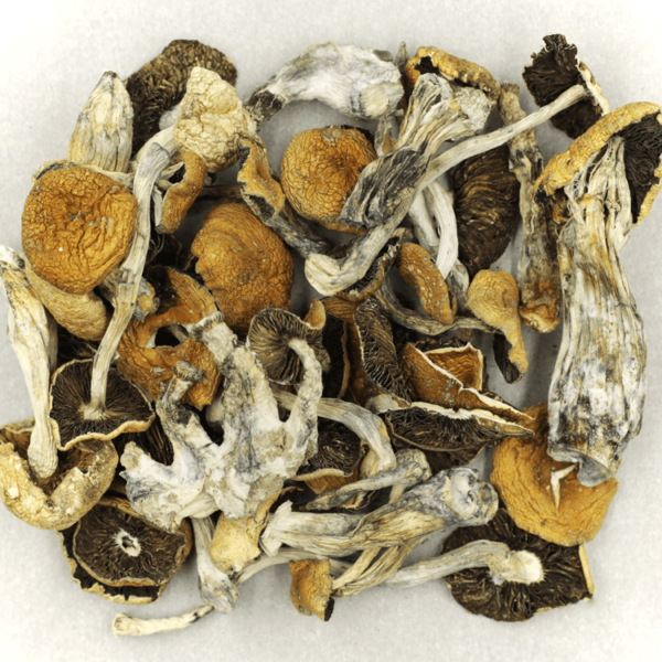 Puerto Rican | Bloom Supply Canada