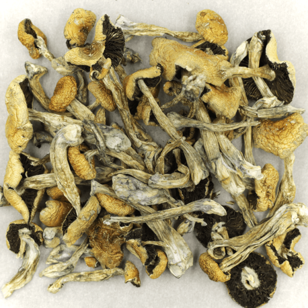 Puerto Rican | Bloom Supply Canada