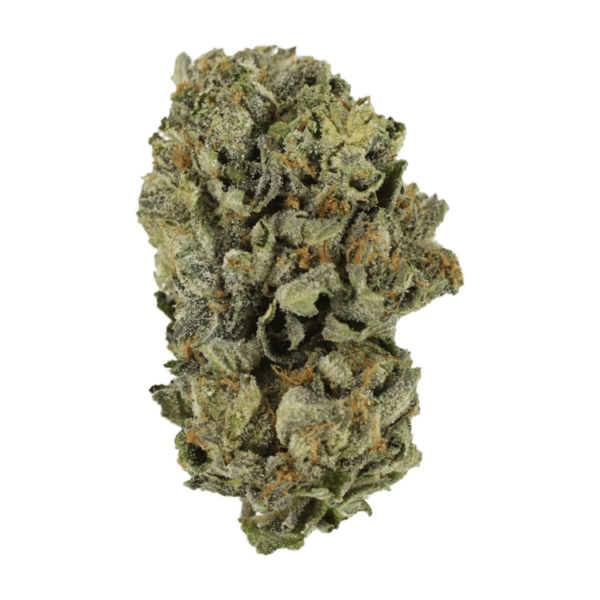 Cerebro Haze | Bloom Supply Canada