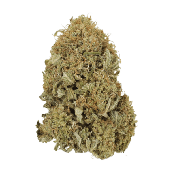 G13 | Bloom Supply Canada