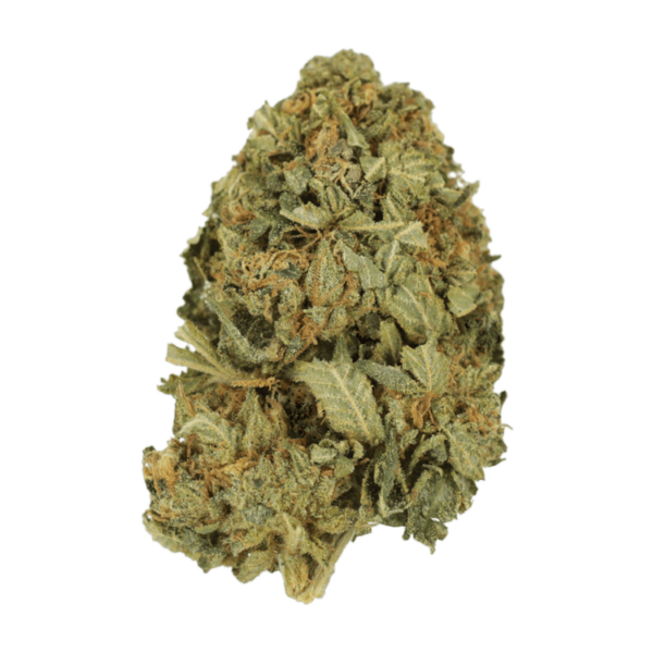 G13 | Bloom Supply Canada