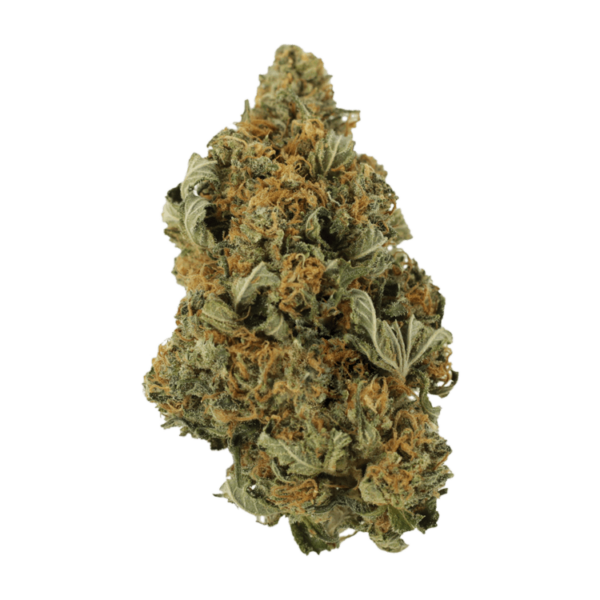 God’s Bubba | Bloom Supply Canada