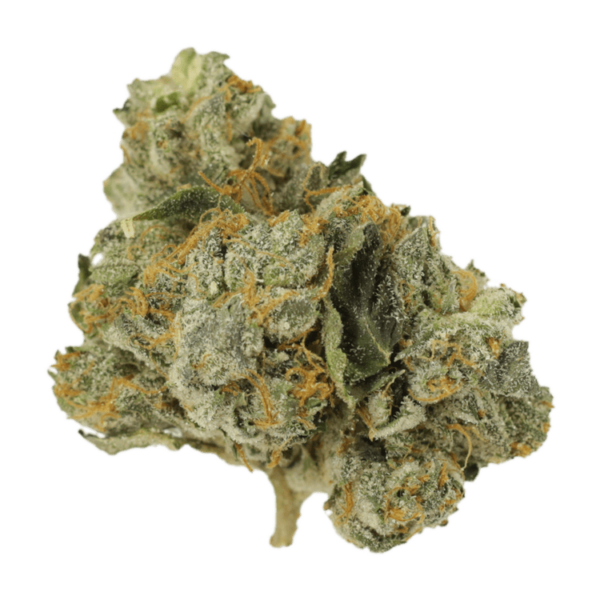 Mango Cream | Bloom Supply Canada