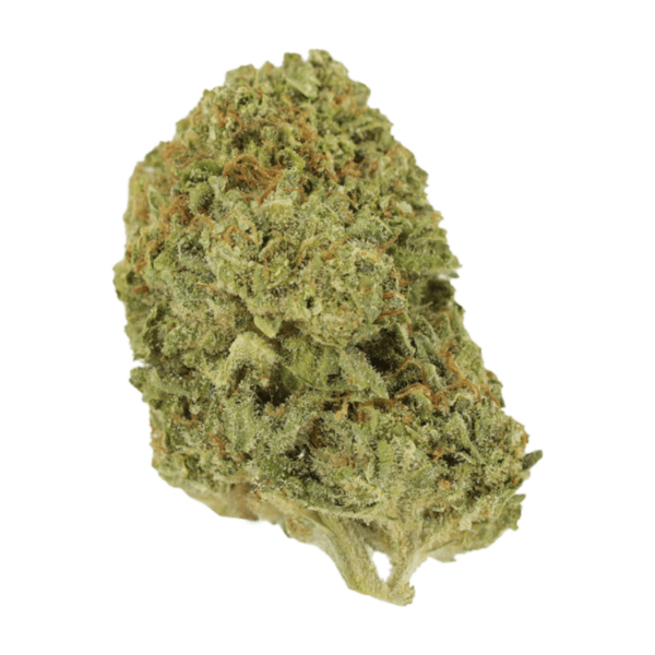 Mango Cream | Bloom Supply Canada