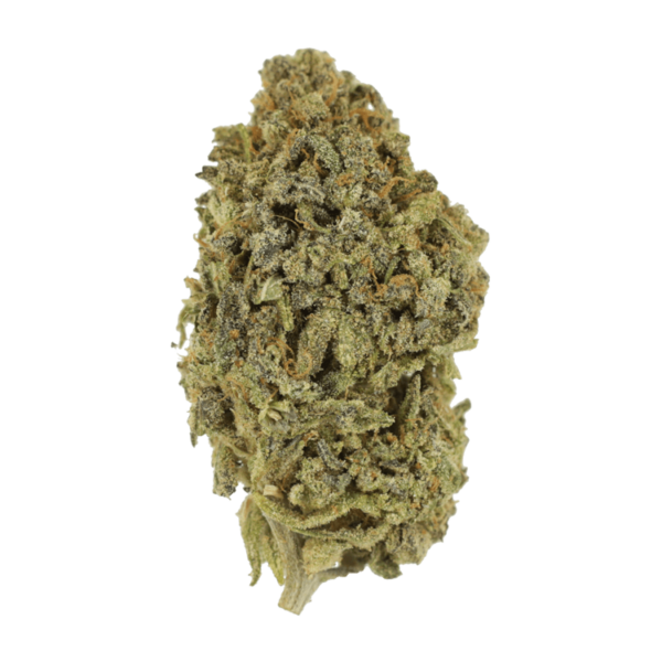 Watermelon Gelato | Bloom Supply Canada