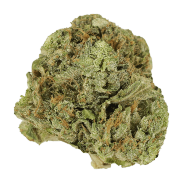 Mango Cream | Bloom Supply Canada