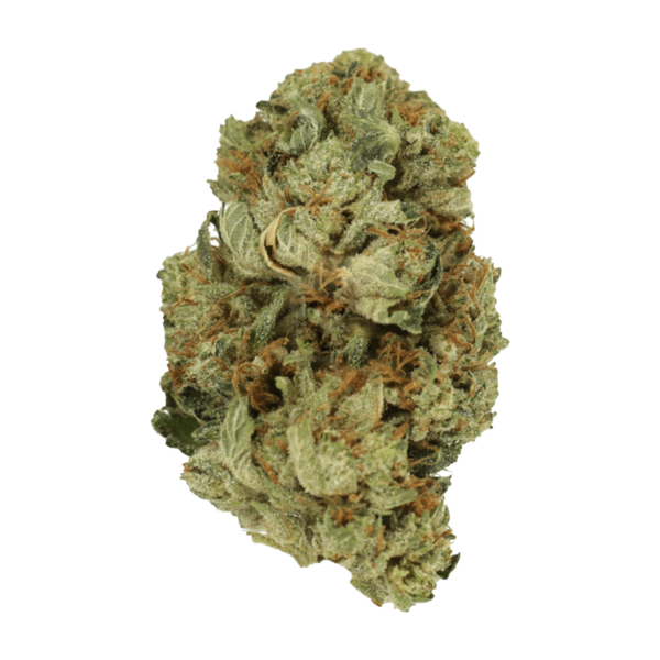 Pink Starburst | Bloom Supply Canada