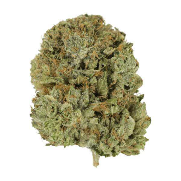 Pink Taco | Bloom Supply Canada
