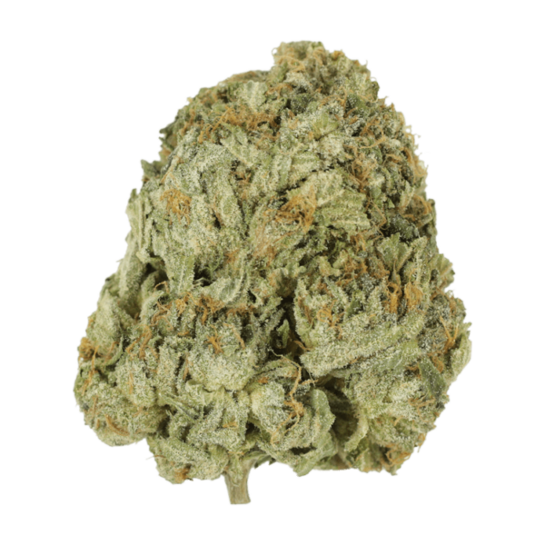 Godzilla Glue | Bloom Supply Canada