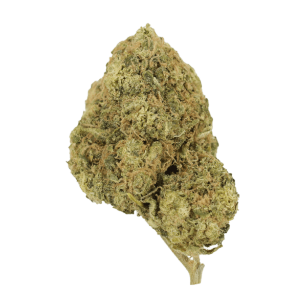 Laughing Buddha | Bloom Supply Canada