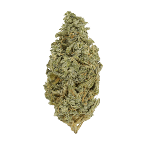 Orange Cookies | Bloom Supply Canada