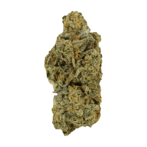 Cinderella 99 | Bloom Supply Canada