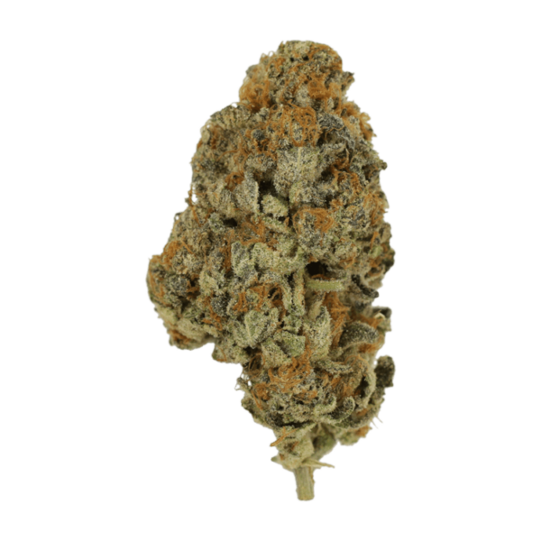 Key Lime Pie | Bloom Supply Canada