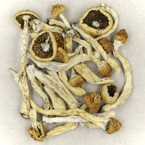 Texas Yellow Cap | Bloom Supply Canada
