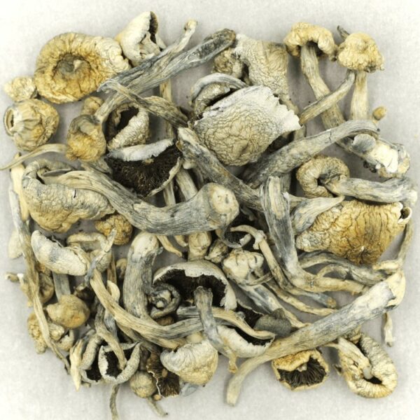 Albino A+ | Bloom Supply Canada